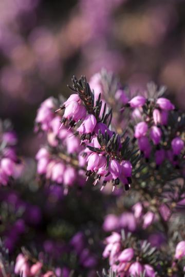 Erica darleyensis