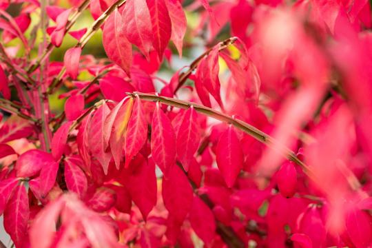 Euonymus alatus