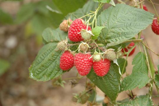 Rubus idaeus 'Malling Promise'