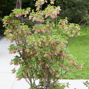 Enkianthus campanulatus