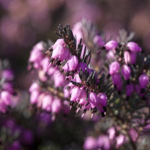 Erica darleyensis