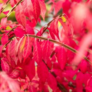 Euonymus alatus
