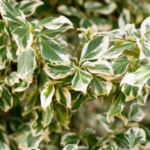 Euonymus fortunei 'Emerald Gaiety'
